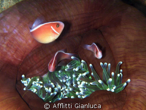 family of clown fish by Afflitti Gianluca 